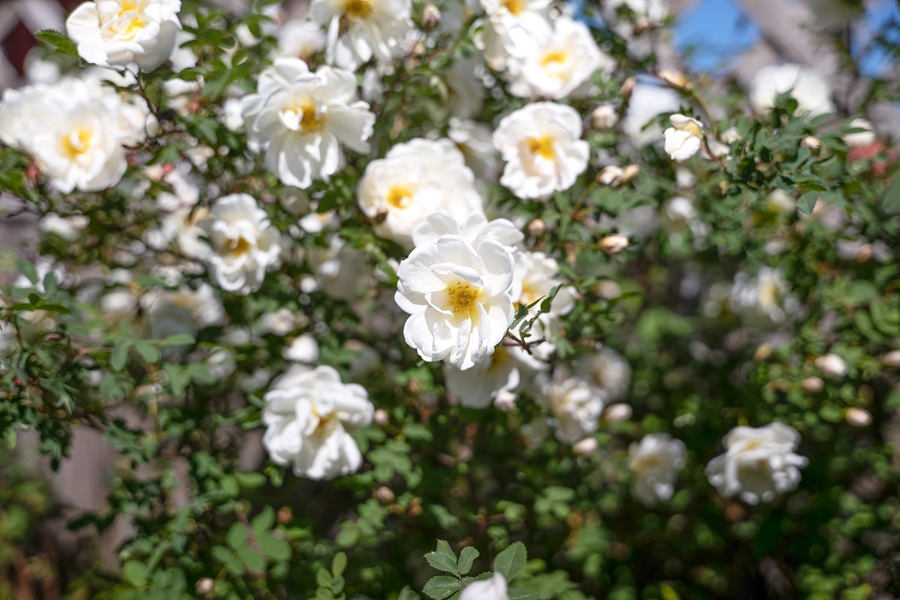 Närbild på rosenbuske med vita rosor